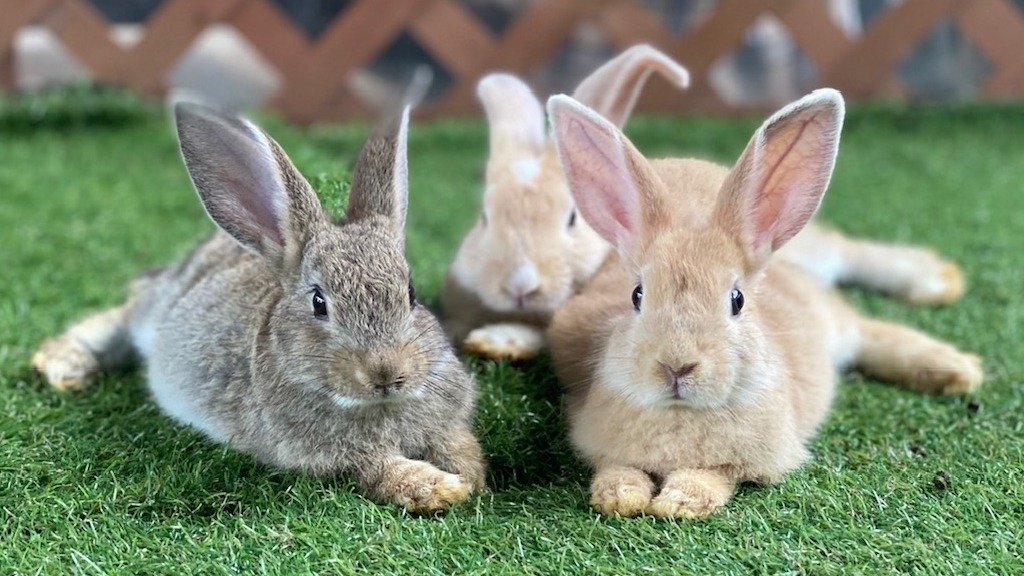 🐇 달토끼 마을 (츠키우사기노사토) 이미지 1